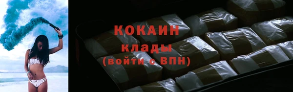 сатива Новокубанск